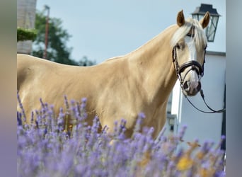 German Riding Pony, Mare, 3 years, 14.1 hh, Palomino