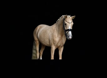 German Riding Pony, Mare, 3 years, 14.1 hh, Palomino