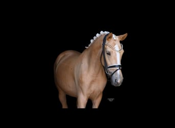 German Riding Pony, Mare, 3 years, 14.1 hh, Palomino