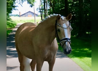 German Riding Pony, Mare, 3 years, 14.1 hh, Palomino