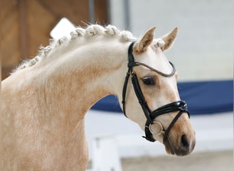 German Riding Pony, Mare, 3 years, 14.1 hh, Palomino