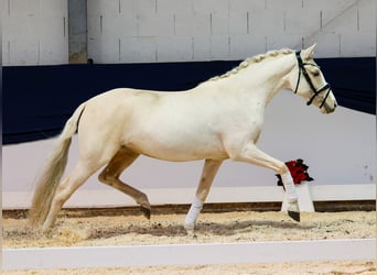 German Riding Pony, Mare, 3 years, 14,1 hh, Palomino