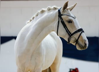 German Riding Pony, Mare, 3 years, 14,1 hh, Palomino