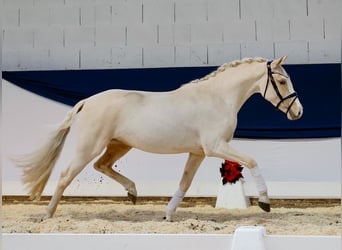 German Riding Pony, Mare, 3 years, 14,1 hh, Palomino