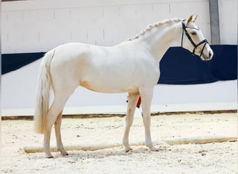 German Riding Pony, Mare, 3 years, 14,1 hh, Palomino