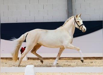 German Riding Pony, Mare, 3 years, 14,1 hh, Palomino