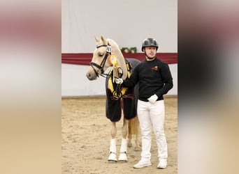 German Riding Pony, Mare, 3 years, 14.1 hh, Palomino