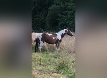 German Riding Pony, Mare, 3 years, 14.1 hh, Pinto