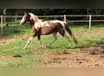 German Riding Pony, Mare, 3 years, 14.1 hh, Pinto