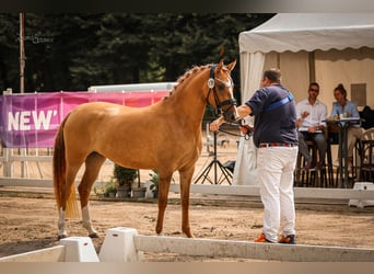 Deutsches Reitpony, Stute, 3 Jahre, 14,1 hh, Red Dun