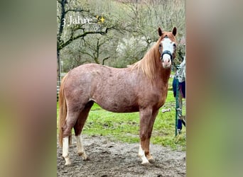 German Riding Pony, Mare, 3 years, 14.1 hh, Roan-Red