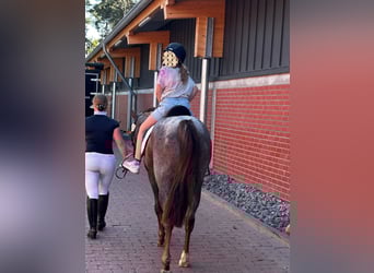 German Riding Pony, Mare, 3 years, 14.1 hh, Roan-Red German Riding Pony, Mare, 3 years, 14.1 hh, Roan-Red