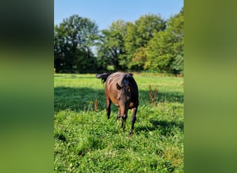 German Riding Pony, Mare, 3 years, 14,1 hh, Smoky-Black