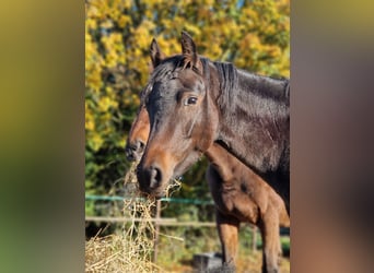 German Riding Pony, Mare, 3 years, 14,1 hh, Smoky-Black