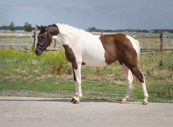 German Riding Pony, Mare, 3 years, 14.1 hh, Tobiano-all-colors