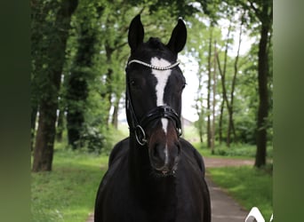 German Riding Pony, Mare, 3 years, 14.2 hh, Bay-Dark