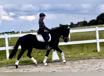 German Riding Pony, Mare, 3 years, 14.2 hh, Bay-Dark