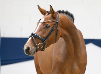 German Riding Pony, Mare, 3 years, 14.2 hh, Brown