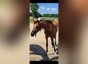German Riding Pony, Mare, 3 years, 14.2 hh, Brown-Light