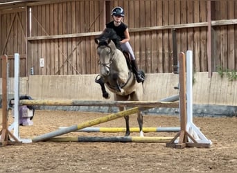 German Riding Pony, Mare, 3 years, 14.2 hh, Buckskin