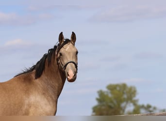 German Riding Pony, Mare, 3 years, 14.2 hh, Buckskin