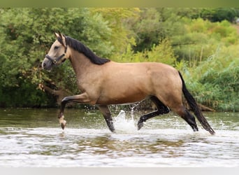 German Riding Pony, Mare, 3 years, 14.2 hh, Buckskin