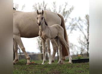 German Riding Pony, Mare, 3 years, 14.2 hh, Buckskin