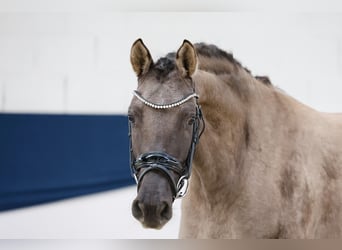 German Riding Pony, Mare, 3 years, 14.2 hh, Buckskin