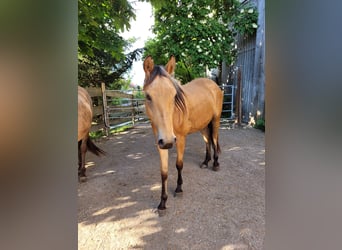 German Riding Pony, Mare, 3 years, 14.2 hh, Buckskin