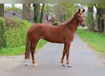 German Riding Pony, Mare, 3 years, 14.2 hh, Chestnut-Red
