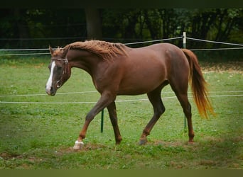 German Riding Pony Mix, Mare, 3 years, 14.2 hh, Chestnut-Red