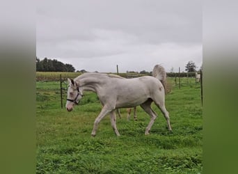 German Riding Pony, Mare, 3 years, 14.2 hh, Cremello