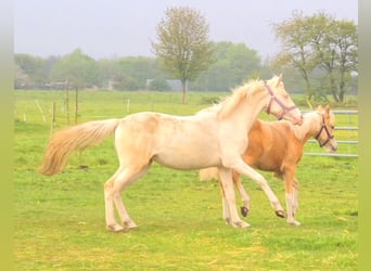German Riding Pony, Mare, 3 years, 14.2 hh, Cremello