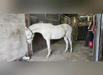 German Riding Pony, Mare, 3 years, 14.2 hh, Cremello