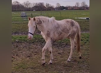 German Riding Pony, Mare, 3 years, 14.2 hh, Cremello