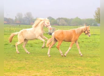 German Riding Pony, Mare, 3 years, 14.2 hh, Cremello