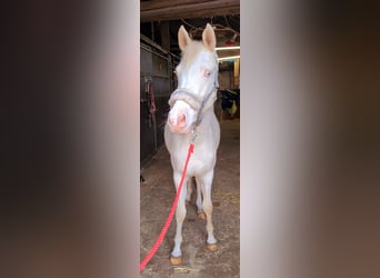 German Riding Pony, Mare, 3 years, 14.2 hh, Cremello