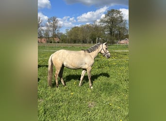 German Riding Pony, Mare, 3 years, 14.2 hh, Dunalino