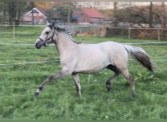 German Riding Pony, Mare, 3 years, 14.2 hh, Dunalino