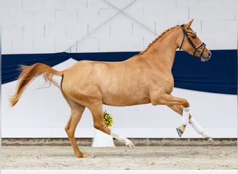 German Riding Pony, Mare, 3 years, 14.2 hh, Dunalino