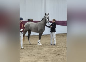 German Riding Pony, Mare, 3 years, 14.2 hh, Gray