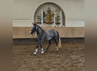 German Riding Pony, Mare, 3 years, 14.2 hh, Gray