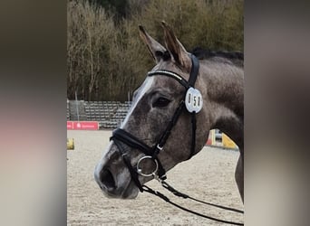 German Riding Pony, Mare, 3 years, 14.2 hh, Gray