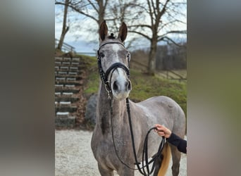 German Riding Pony, Mare, 3 years, 14.2 hh, Gray