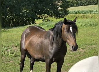 German Riding Pony, Mare, 3 years, 14.2 hh, Smoky-Black