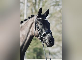 German Riding Pony, Mare, 3 years, 14.3 hh, Black