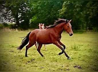 German Riding Pony, Mare, 3 years, 14.3 hh, Brown
