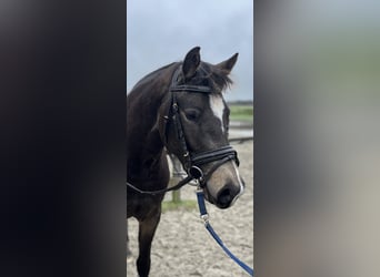 German Riding Pony, Mare, 3 years, 14.3 hh, Buckskin