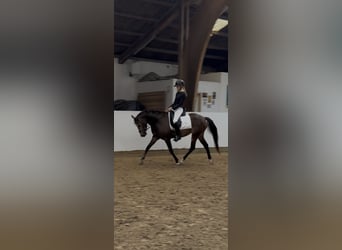 German Riding Pony, Mare, 3 years, 14.3 hh, Buckskin
