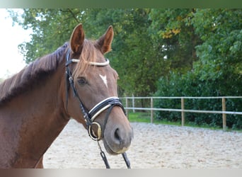 German Riding Pony, Mare, 3 years, 14.3 hh, Chestnut